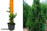 Туя складчатая Кан-кан (Thuja plicata Can-Can) Р9