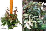 Леукотоэ дефонтена Рэйнбоу (Leucothoe fontanesiana Rainbow) С5в
