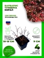 Барбарис Тунберга Корал