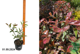 Фотиния Фразера Льюис (Photinia fraseri Louise) С3