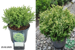 Chamaecyparis pisifera Spaan`s Cannonball