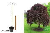 Бук лесной Пурпуреа Пендула (Fagus sylvatica Purpurea Pendula) (штамб 140-160 см) С15