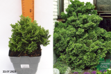 Кипарисовик тупой Нана Грациллис (Chamaecyparis obtusa Nana Gracilis) С1,5