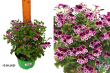Пеларгония Ангел микс (Pelargonium) С1,5