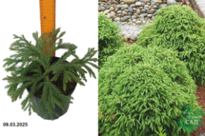 Cryptomeria japonica Globosa Nana