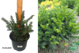 Тисс ягодный Репанденс (Taxus baccata Repandens) С3