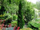 Туя западная Бробекс Тауэр (Thuja occidentalis Brobecks Tower) С20
