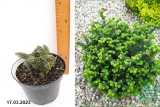 Пихта бальзамическая Нана (Abies balsamea Nana) С3