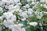 Роза флорибунда Сириус (Rosa Floribunda Sirius) ОКС