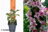 Вейгела цветущая Розеа (Weigela florida Rosea) Р9