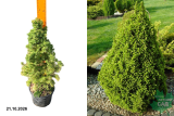 Ель канадская Коника (Picea glauca Conica) С3д