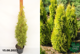 Туя западная Янтарь (Thuja occidentalis Jantar) С2
