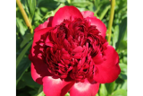 Пион гибридный Кристмас Велвет (Paeonia Christmas Velvet) С5