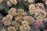 Очиток (седум) гибридный Еллоу Ксенокс (Sedum hybridum Yellow Xenox) С1,5 лс