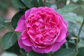 Роза Поль Нерон ОКС