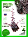 Барбарис оттавский Сильвер Майлс