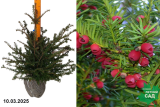 Тисс ягодный (Taxus baccata) ком