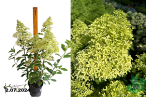 Гортензия метельчатая Мэджикал Лайм Спаркл (Hydrangea paniculata Magical Lime Sparkle) АГ С3