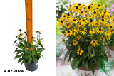 Рудбекия блестящая Литтл Голдстар (Rudbeckia fulgida Little Goldstar) С1,5