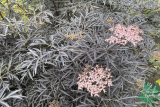 Бузина черная Блэк Лейс (Sambucus nigra Black Lace) С2