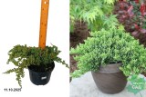 Можжевельник лежачий Нана (Juniperus procumbens Nana) С7,5х