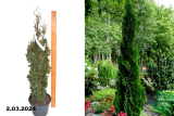 Туя западная Бробекс Тауэр (Thuja occidentalis Brobecks Tower) С5