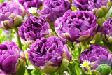 Тюльпан махровый поздний Блу Вау (Tulipa Blue Wow) 7шт