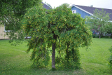 Карагана Пендула штамб (Caragana arborescens Pendula) С15
