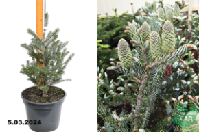 Пихта корейская Сильберлок (Abies koreana Silberlocke)