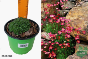 Камнеломка Арендса Хардер Цверг