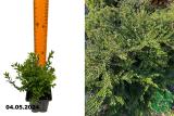 Жимолость блестящая (Lonicera nitida) Р9