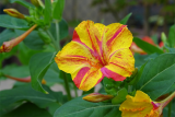 Мирабилис ялапа (Ночная красавица) (Mirabilis Jalapa)