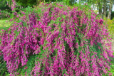Леспедеца двухцветная (Lespedeza bicolor) Р9