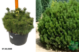 Сосна горная Мугус (.Pinus mugo Mughus) ком