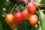 Черешня Франц Иосиф (Prunus Franc Iosif) ОКС