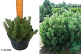 Сосна горная Мугус (Pinus mugo Mughus) С3х