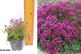 Тимьян ранний Криппинг Рэд (Thymus praecox Creeping Red) Р9