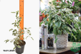 Фикус Бенджамина Твайлайт (Ficus benjamina Twilight) С1