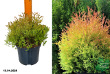 Туя западная Файер Чиф (Thuja occidentalis Fire Chief) С2,5