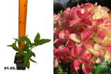Гортензия метельчатая Граффити (Hydrangea paniculata Graffiti) Р9