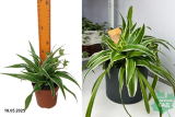 Хлорофитум хохлатый Айриш (Chlorophytum Comosum Lemon) Р12