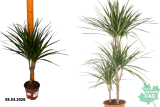 Драцена Маргината штамб  (Dracaena marginata) Р14