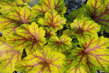 Гейхера Электра (Heuchera Electra) С1,5