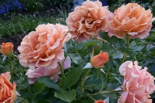 2a7p3is3re79pcl7wr89g6pf3g069k