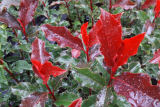 Фотиния Фразера Мэджикал Волкано (Photinia fraseri Magical Volcano) Р9