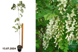 Робиния псевдоакация (Robinia pseudoacacia) С3
