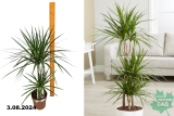 Драцена маргината (Dracaena marginata) 2 ст