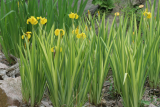 Ирис ложноаировый Вариегата (Iris pseudacorus Variegata )