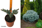 Ель колючая Глаука Глобоза (Picea pungens Glauca Globosa) С5 о