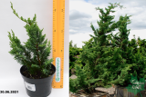 Кипарисовик Лавсона Висели (Chamaecyparis lawsoniana Wisselii) С2